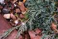 Juniperus horizontalis Monber IMG_8765 Jałowiec płożący